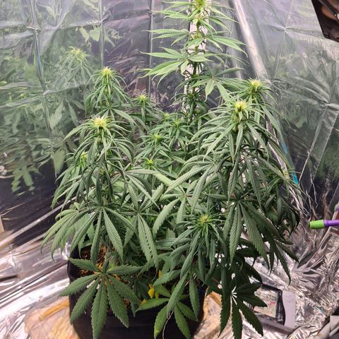 Flor 2 growlog timeline photo