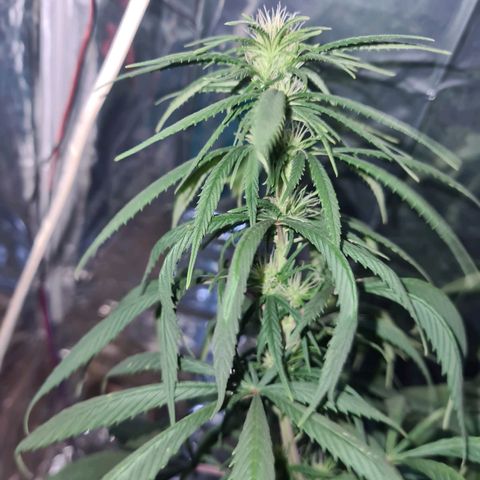 Flor 2 growlog timeline photo