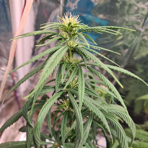 Flor 2 growlog timeline photo