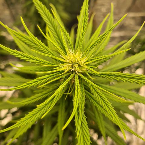 Flor 2 growlog timeline photo