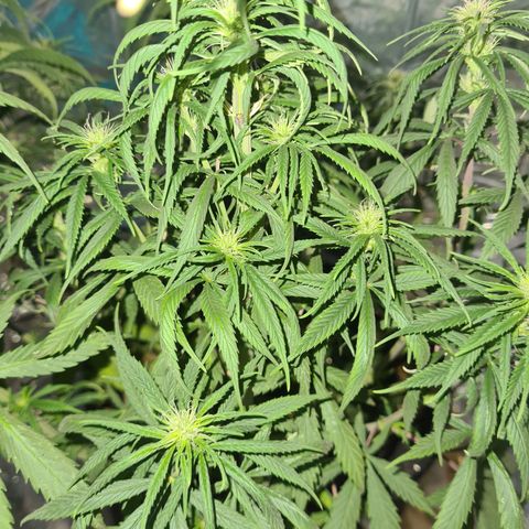 Flor 2 growlog timeline photo