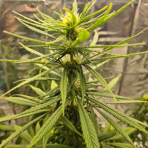 Flor 2 growlog timeline photo