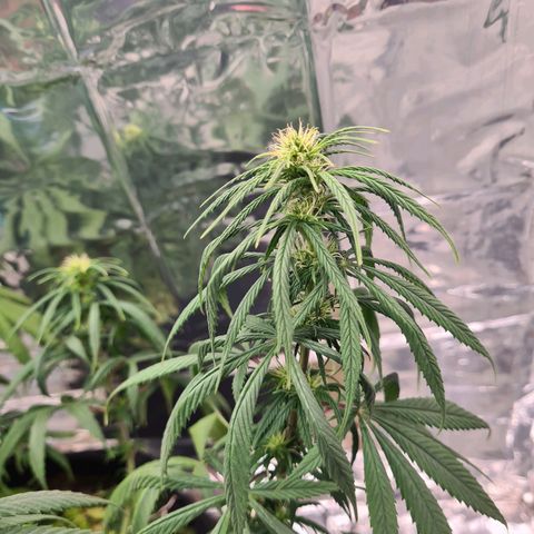Flor 2 growlog timeline photo