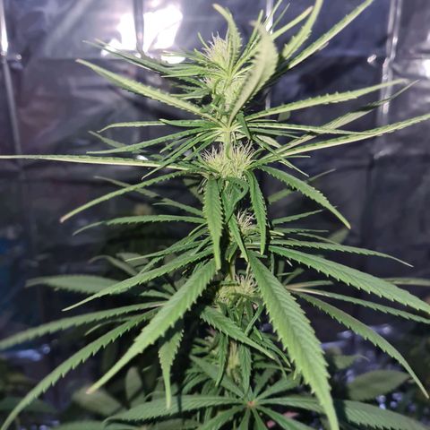 Flor 2 growlog timeline photo
