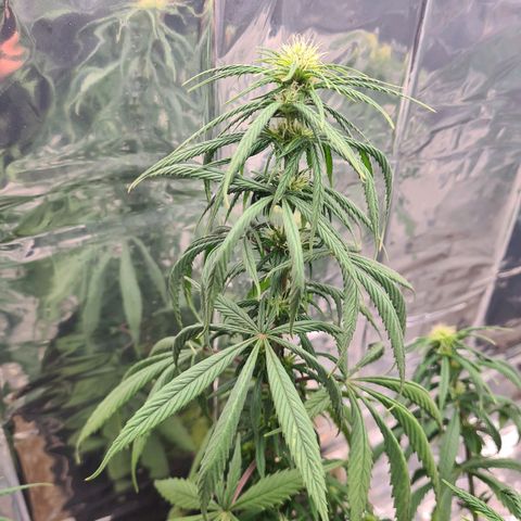 Flor 2 growlog timeline photo