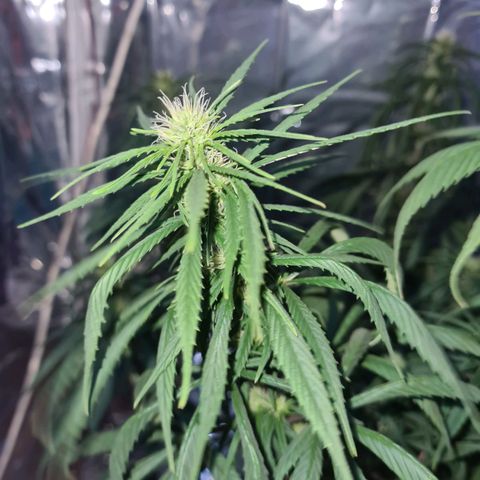 Flor 2 growlog timeline photo