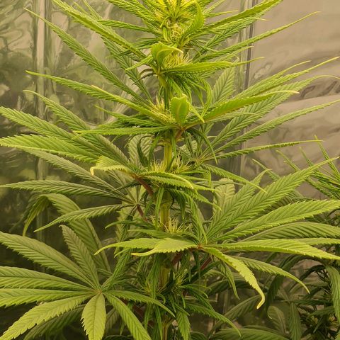 Flor 2 growlog timeline photo