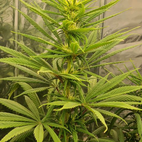 Flor 2 growlog timeline photo