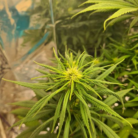 Flor 2 growlog timeline photo
