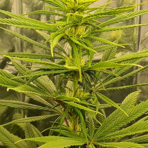 Flor 2 growlog timeline photo
