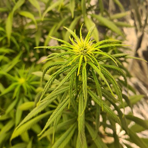 Flor 2 growlog timeline photo