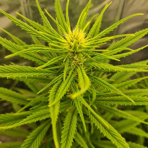 Flor 2 growlog timeline photo