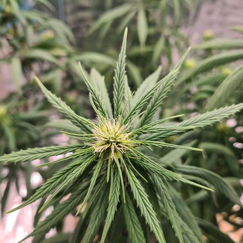 Flor 2 growlog timeline photo