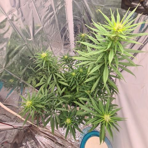Flor 2 growlog timeline photo