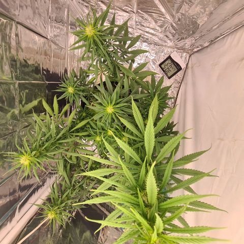 Flor 2 growlog timeline photo