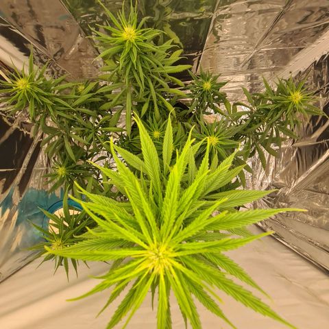 Flor 2 growlog timeline photo