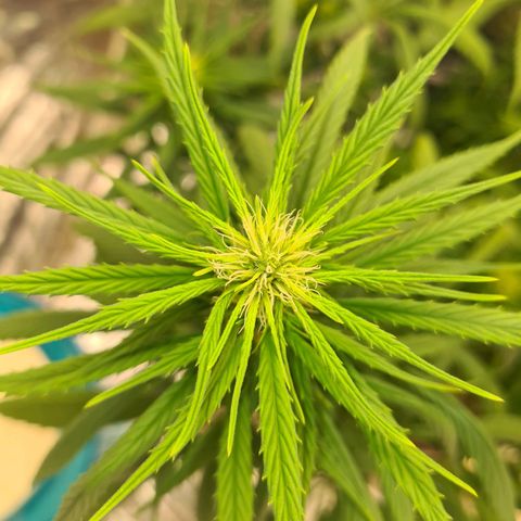 Flor 2 growlog timeline photo