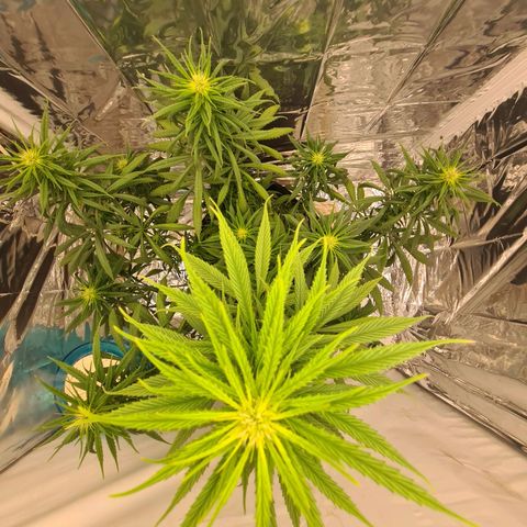 Flor 2 growlog timeline photo
