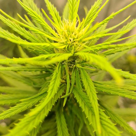 Flor 2 growlog timeline photo