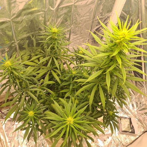 Flor 2 growlog timeline photo