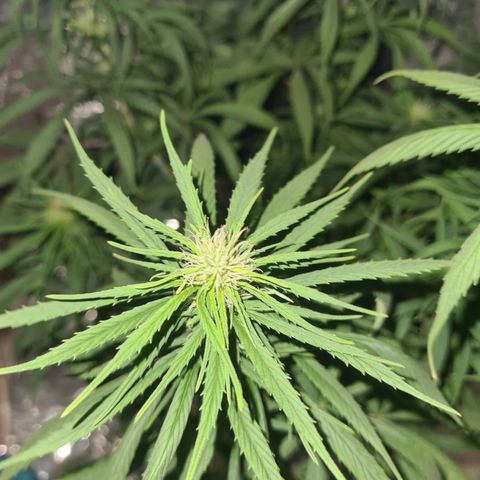 Flor 2 growlog timeline photo