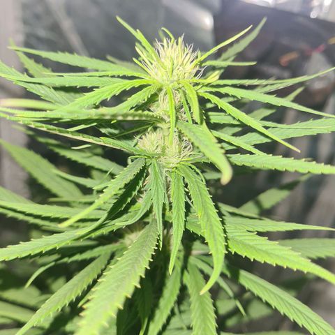 Flor 2 growlog timeline photo