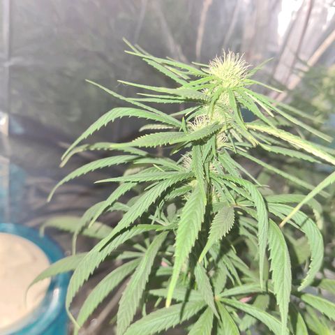 Flor 2 growlog timeline photo
