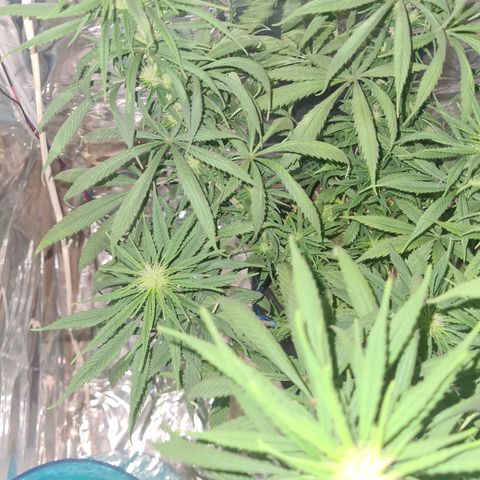 Flor 2 growlog timeline photo