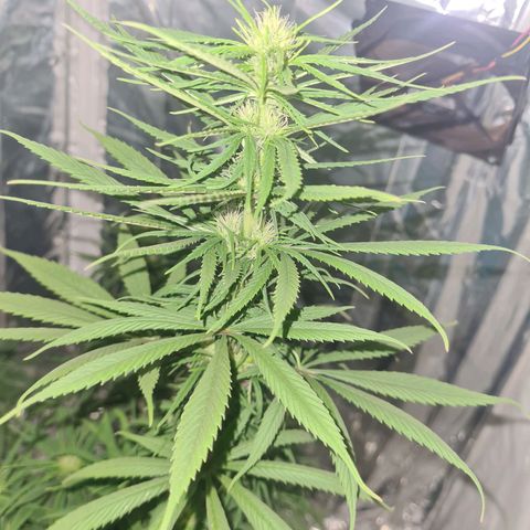 Flor 2 growlog timeline photo