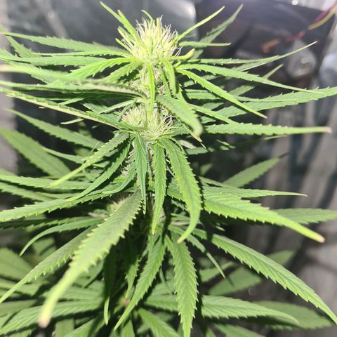 Flor 2 growlog timeline photo