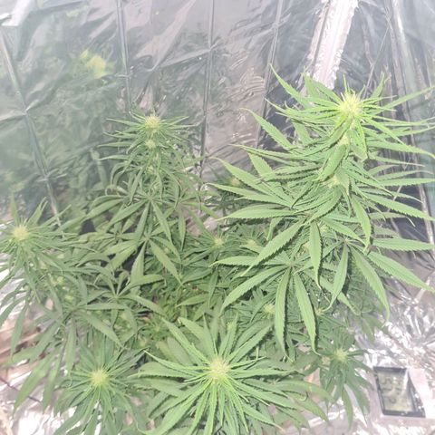 Flor 2 growlog timeline photo
