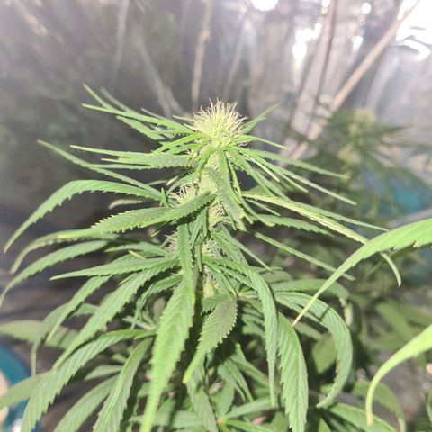 Flor 2 growlog timeline photo