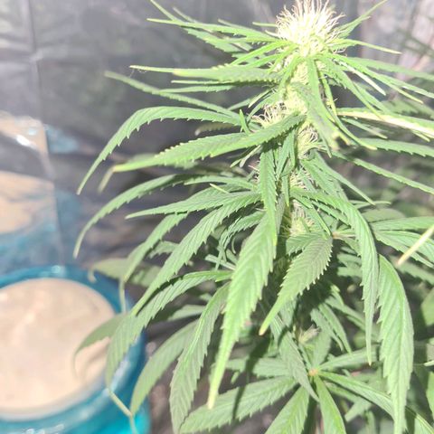 Flor 2 growlog timeline photo