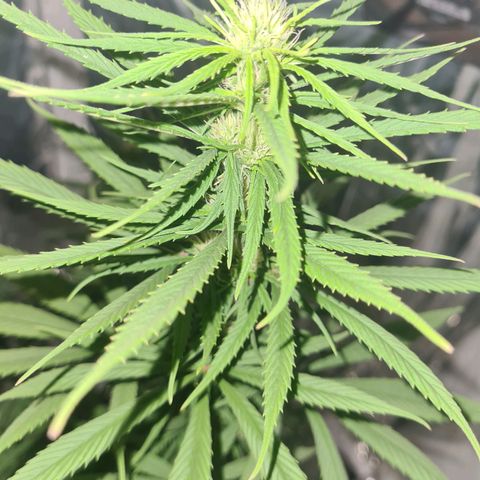 Flor 2 growlog timeline photo