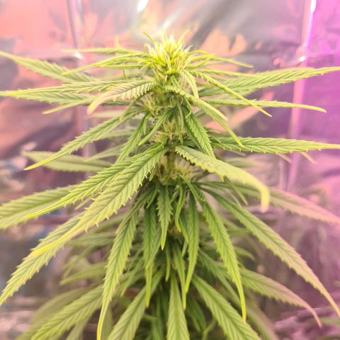 Flor 2 growlog timeline photo