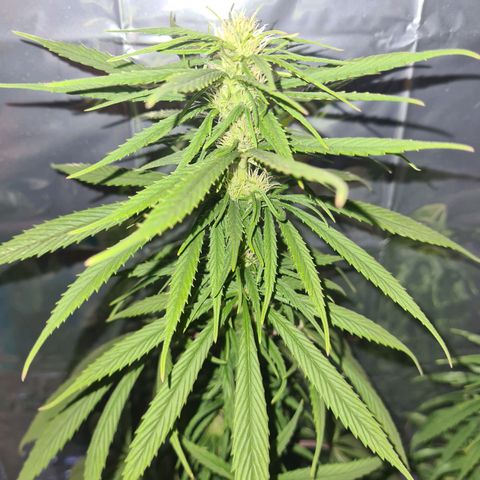 Flor 2 growlog timeline photo
