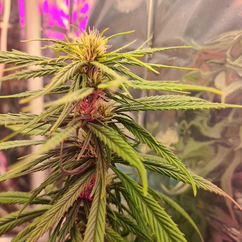 Flor 2 growlog timeline photo