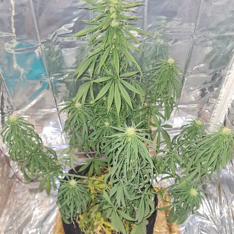 Flor 2 growlog timeline photo