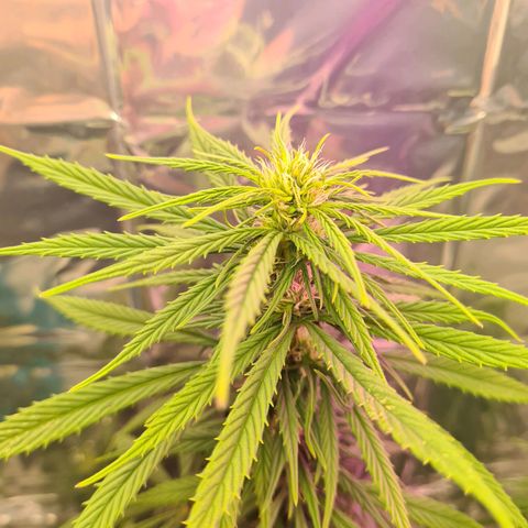 Flor 2 growlog timeline photo