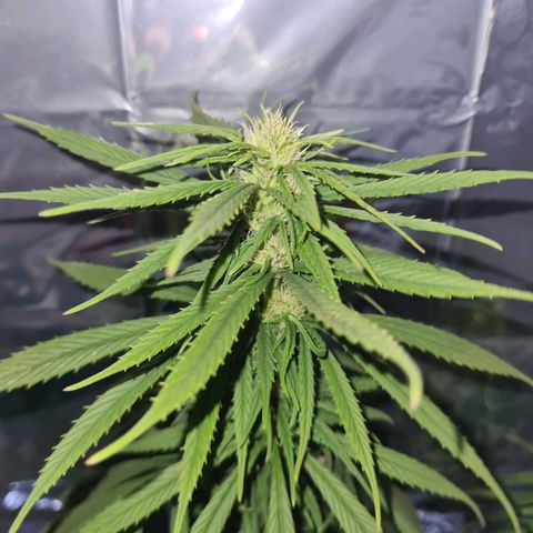 Flor 2 growlog timeline photo