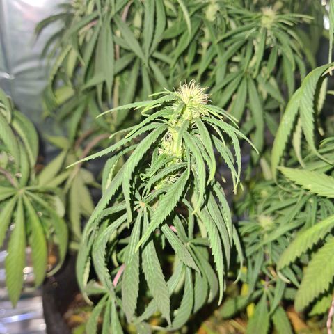 Flor 2 growlog timeline photo