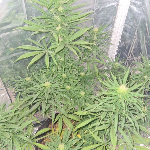 Flor 2 growlog timeline photo
