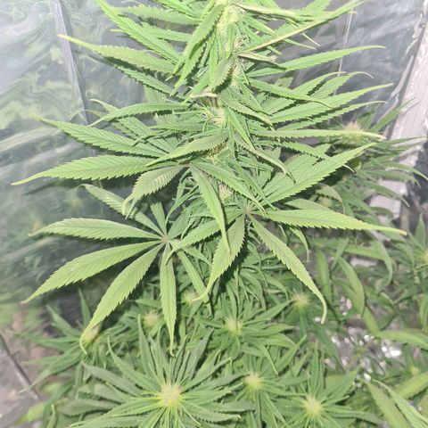 Flor 2 growlog timeline photo