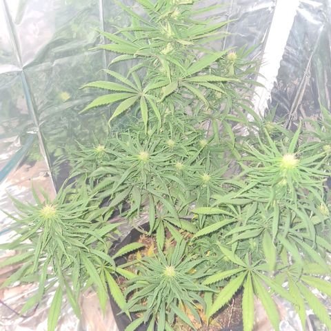 Flor 2 growlog timeline photo