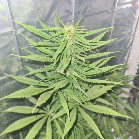 Flor 2 growlog timeline photo