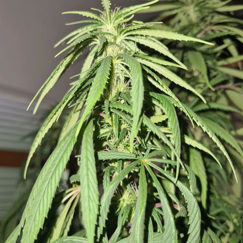 Flor 2 growlog timeline photo