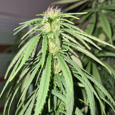 Flor 2 growlog timeline photo