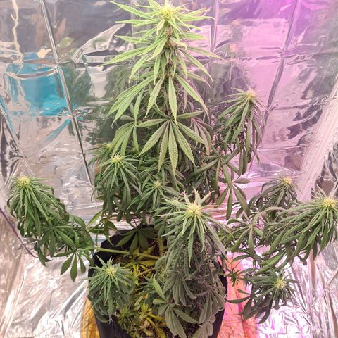 Flor 2 growlog timeline photo