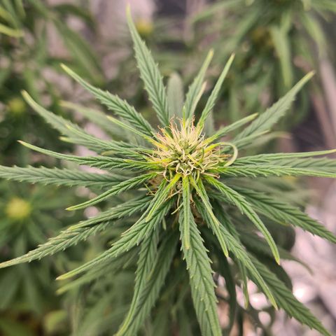 Flor 2 growlog timeline photo