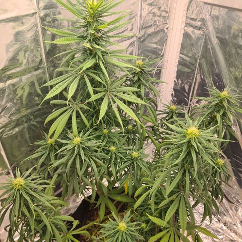 Flor 2 growlog timeline photo